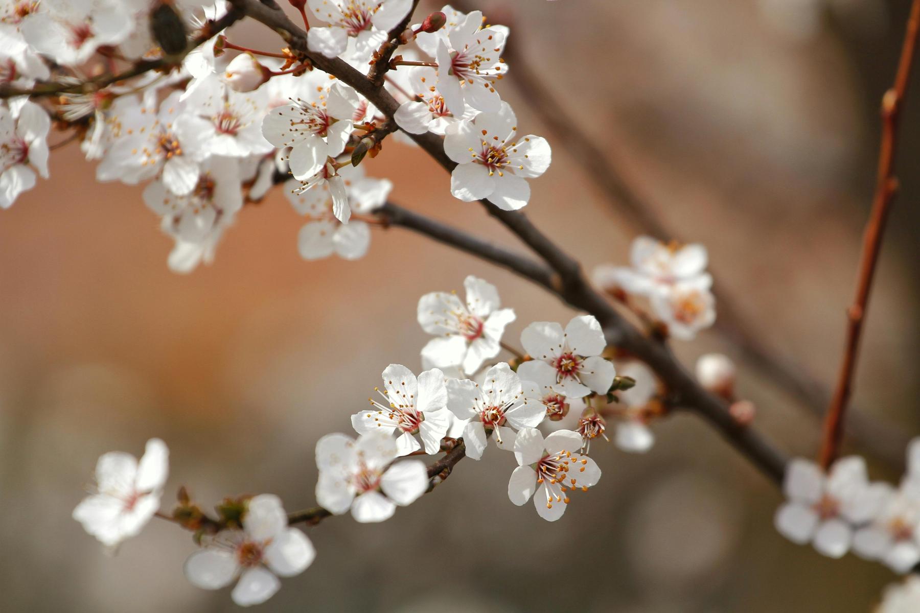 Kirschbl&uuml;ten