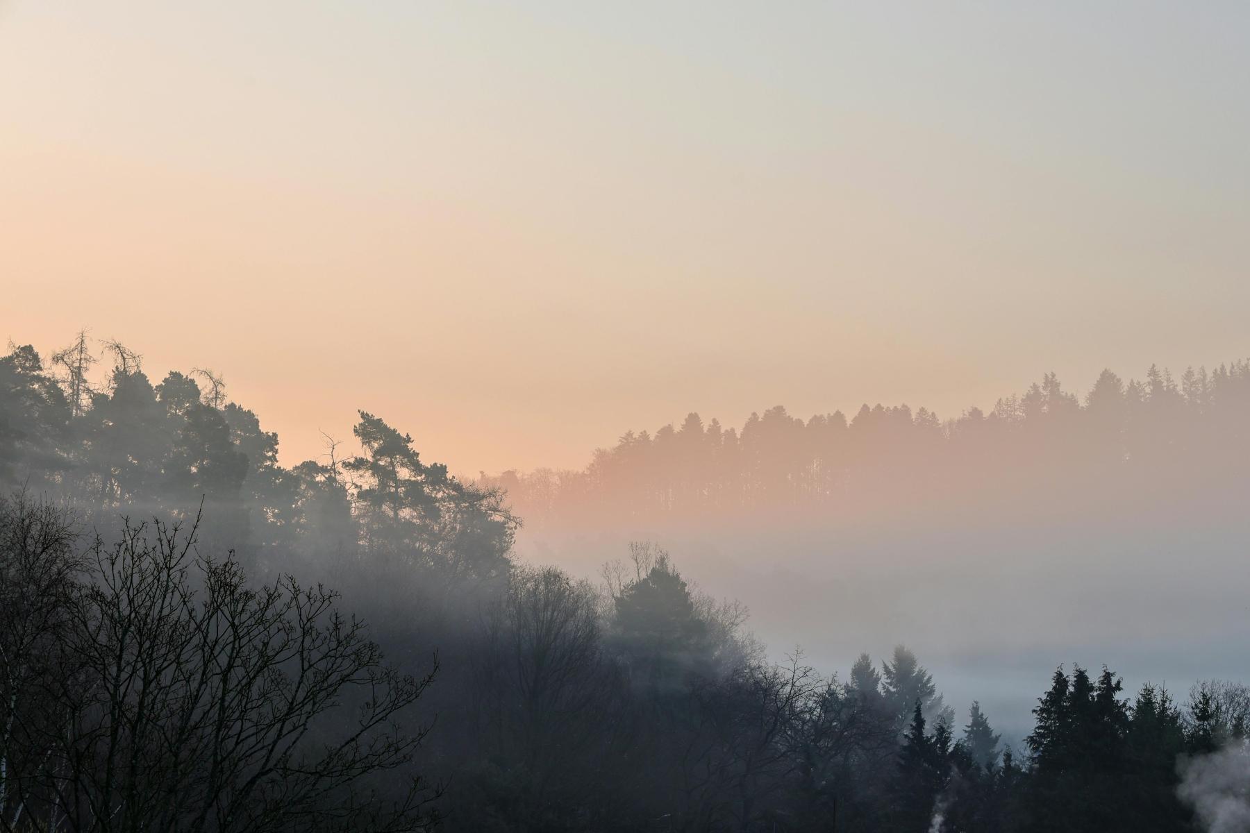 Aufsteigender Neben auf einer leicht h&uuml;geligen Waldlandschaft